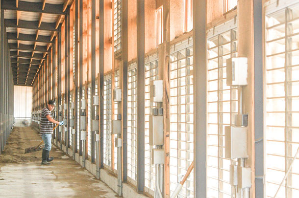 An alley separates the cows from the fans