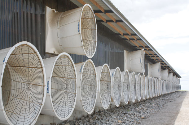 a total of 58 60 inch fan keeps air moving across the barn