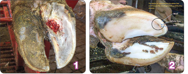 Metabolic and mechanical factors contribute to the formation of sole ulcers