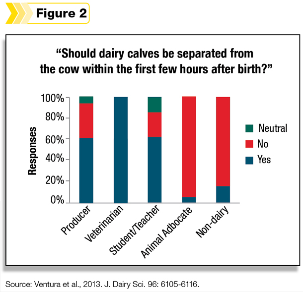 Should the dairy calf be separated from the cow the first few hours after birth?