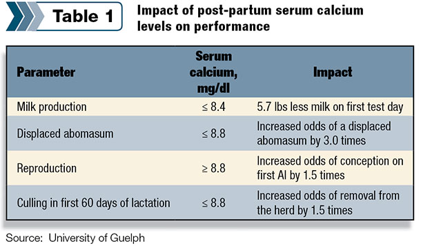 Impact of post-partum serum calcium levels on performance