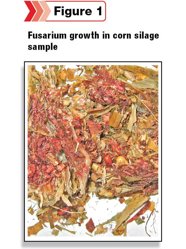 Fusarium growth in corn silage sample
