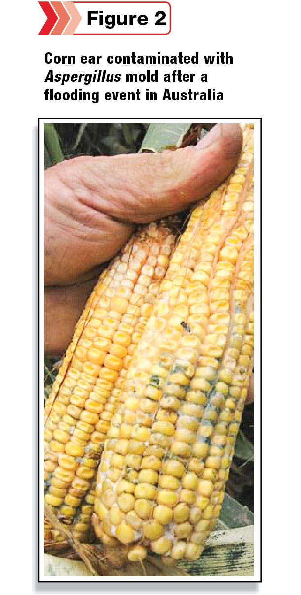 corn ear contaminated with Aspergilus mold 