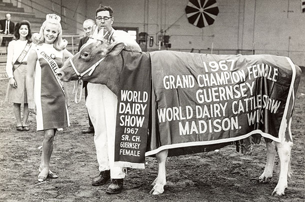 1967 Grand Champion Female Guernsey