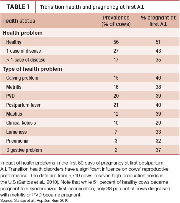 Transition health and preganancy at first A.I.