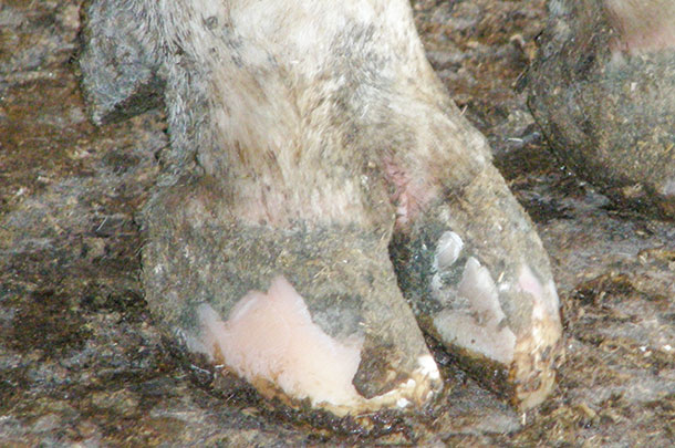 Excessive removal of outer and inner wal horn with excessive shortening of the toe