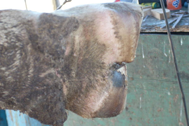 Poor hoof balance after trimming