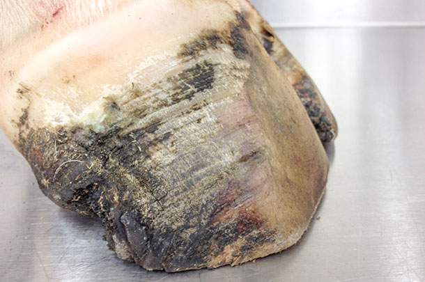 Removal of the dorsal hoof without removal of teh excess sole horn in the toe