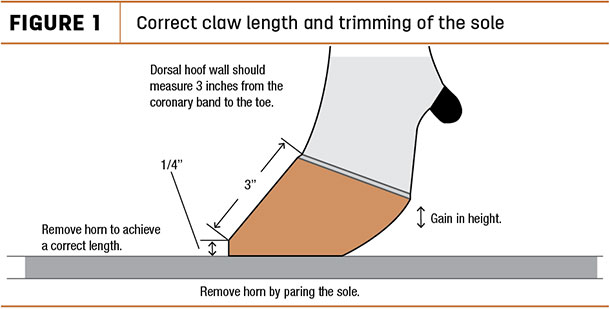 Correct claw lenght and trimming of the sole