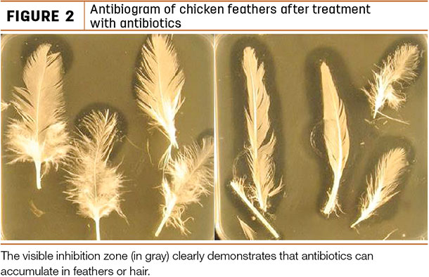 Antibigram of chicken feather after treatment with antibiotics