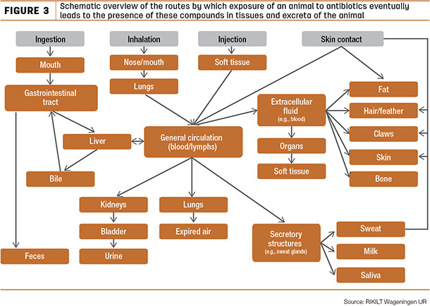 Schematic overview of the routes by which exposure of an animal to antibiotics eventually leads