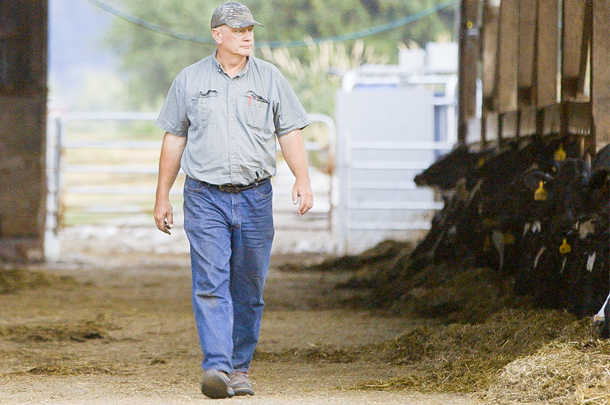 dairyman in cow barn