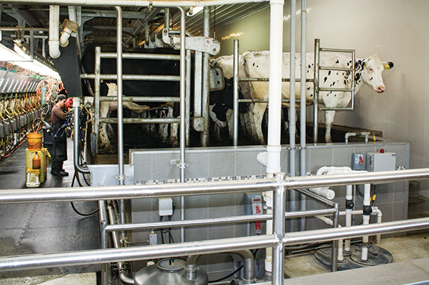 A raised walkway with railing allows visitors to view the milking process and watch cows as they enter and exit the parlor.