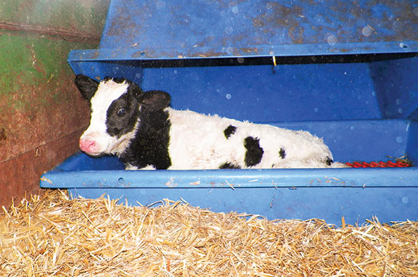 Kelli Woodring has found much success with a calf warming box.