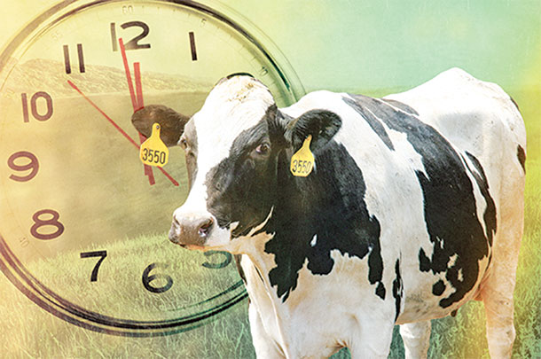 Cow schedule