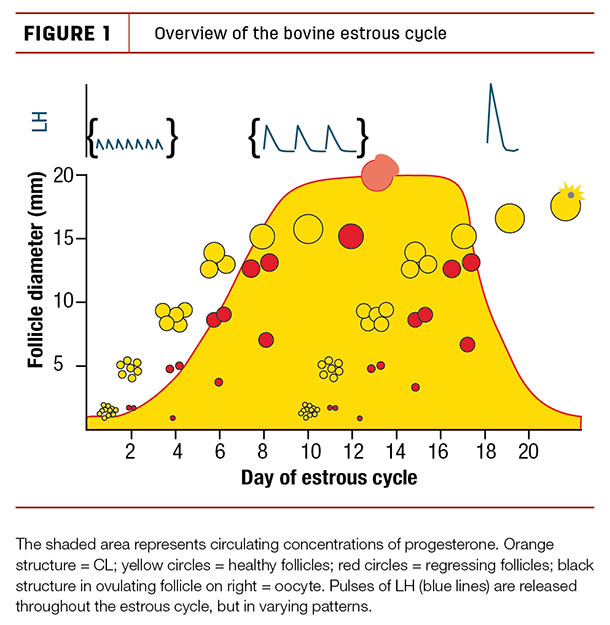 Overview of the bovine estrous cycle