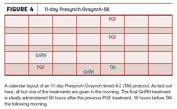 11-day Presych Ovsynch-56