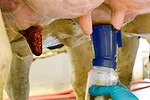 cow udder
