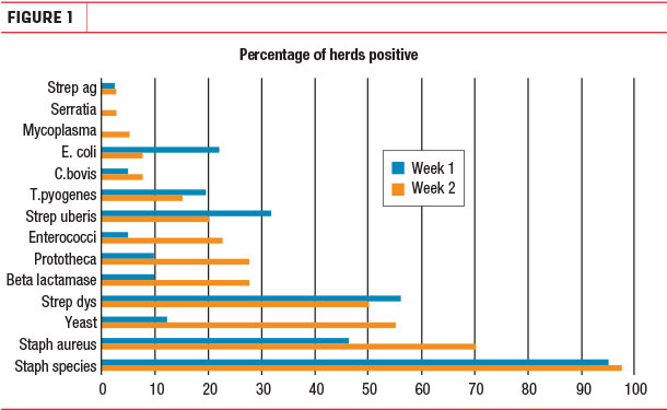 Percentage of herds positive
