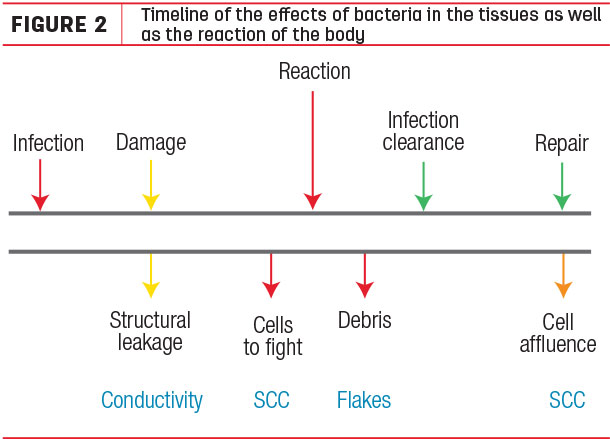 Timeline of the effects of bacteria in the tiddues as well as the reaction of the body
