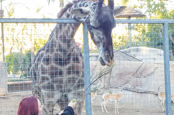 Zoo educator feed a giraffe for Managers Academy participants 