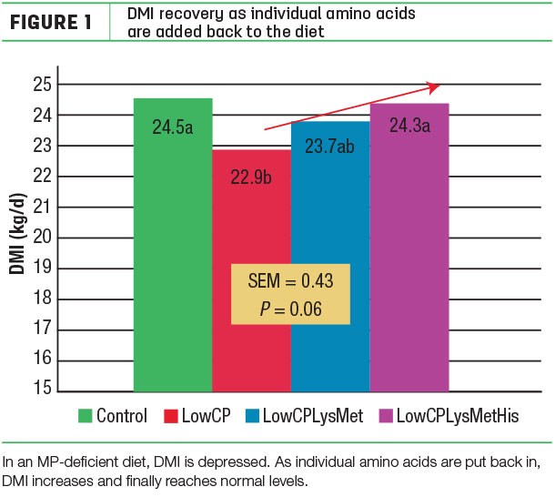 DMI recovery as individual amino acids are added back to the diet