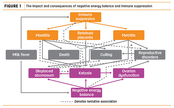 The impact and consequences of negative energy balance and immune suppression
