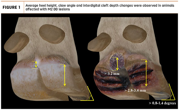 Average heel height, claw angle and interdigital cleft depth changes were observed in animals affected with M2 DD lesions