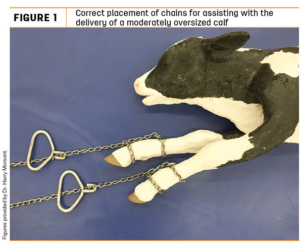 Correct placement of chains for assisting with the delivery of a maderately oversized calf