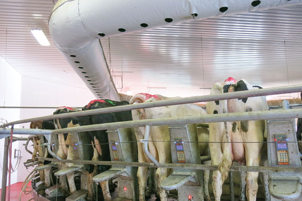 cows can experience the benefits of postive-pressure tubes