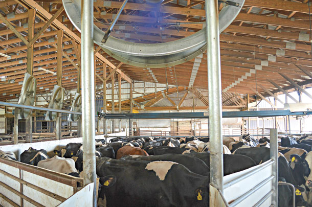 0four 50 inch fans push air across the group of 120 cows