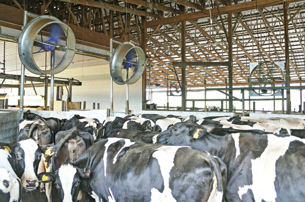 Two 50 inch fans located at the front of the holding pen cool cows with air and misting