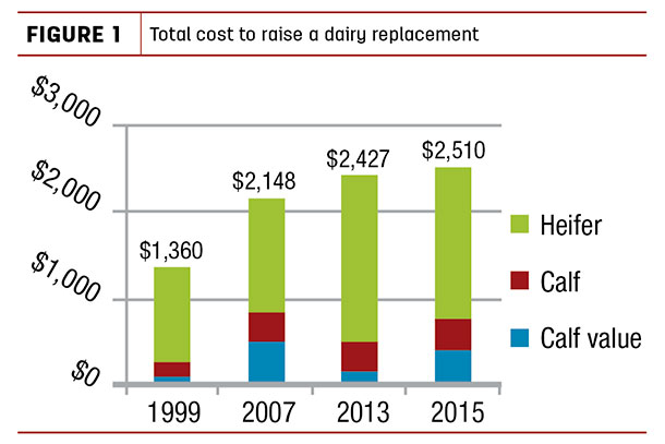 Total cost to raise a dairy replacement