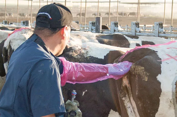 Vet checking cows