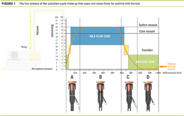 The four phases of the pulsation cycle make up liner open and close times for optimal milk harvest
