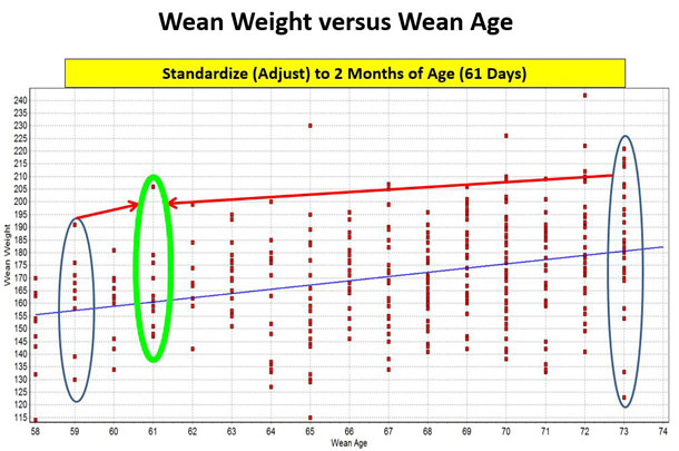 Figure 1 wean weight