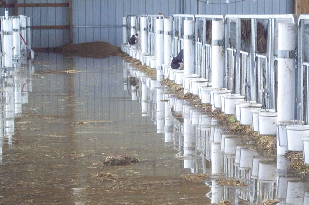Flood waters rose overnight, the dairy hauled off 600 head of cattle