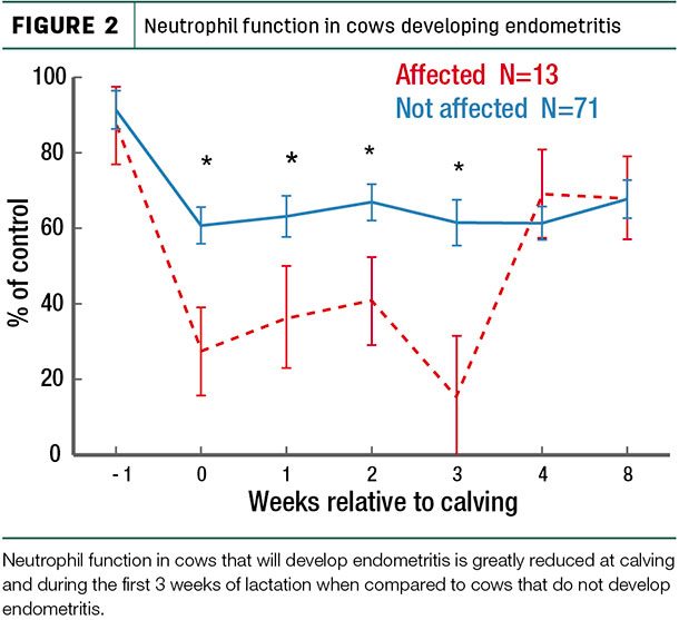 Neutrophil function in cows developing endometritis