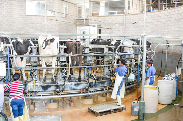 dairy carrousel in Mexico