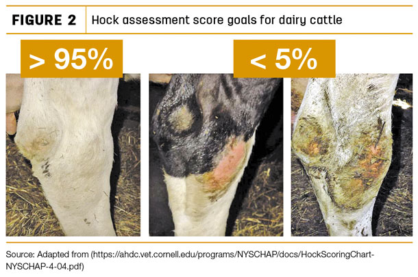 Hock assessment score goals for dairy cattle