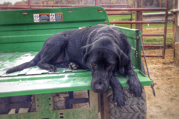 farm dog