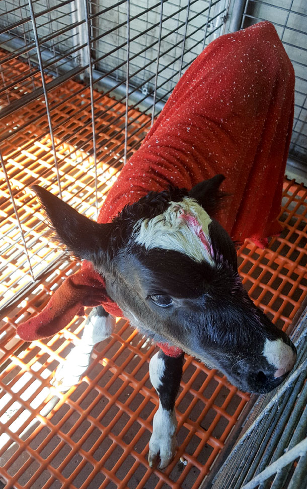 calf in blanket