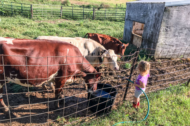 child watering heifers