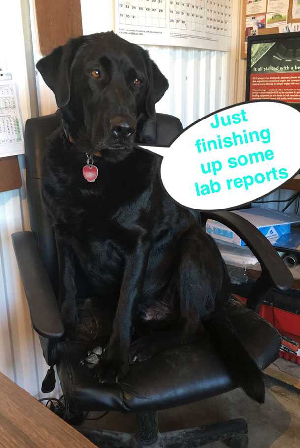 dog in office