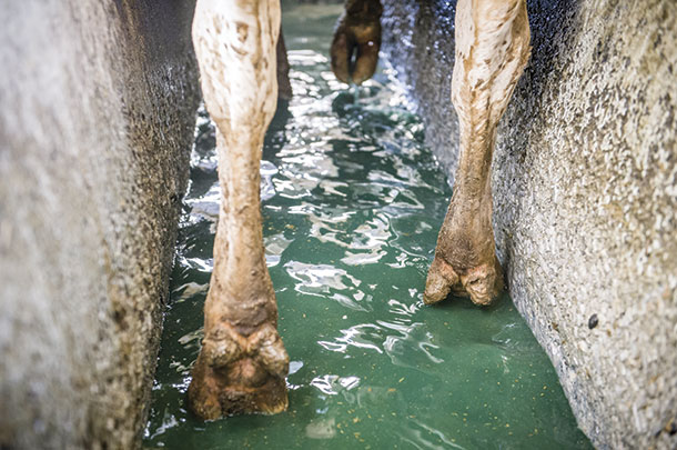 Footbath for cattle