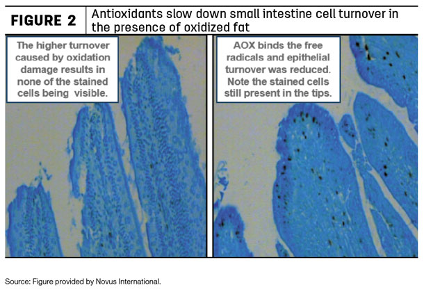 antioxidants and cell turnover in cow small intestine