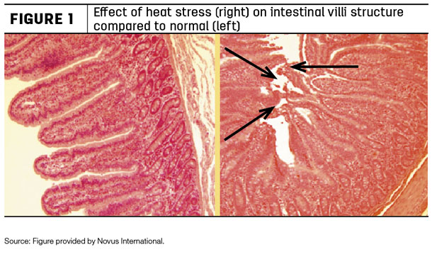 how heat stress affects the rumen