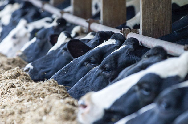 Create a ration to keep your herd and your finances in good shape