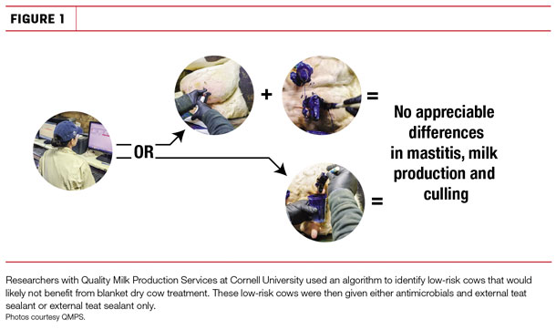 No appreciable differences in mastitis, milk production and culling