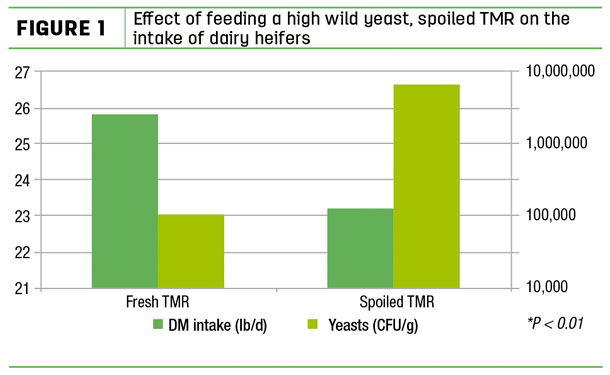 Effect of feeding a high wild yeast, spoiled TMR on the intake of dairy heifers